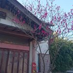 玄関の紅梅が咲きました